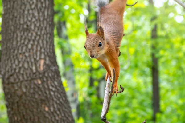Porträt Eines Eichhörnchens Auf Einem Ast Ein Neugieriges Rotes Eichhörnchen — Stockfoto