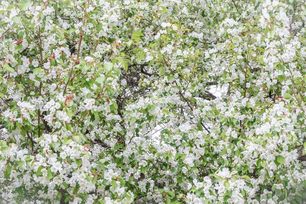 Bílé Kvetoucí Jabloně Bílé Květy Jabloně Jarní Sezóna Jarní Barvy — Stock fotografie