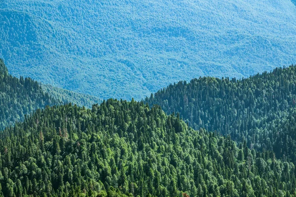 Silně Zelený Les Úbočí Kopce Léto Horském Lese Obrázek Pozadí — Stock fotografie