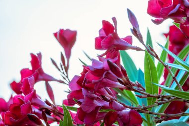 Beyaz arka planda yeşil yapraklı koyu kırmızı büyük çiçekler. Bahar ya da yaz arkaplanı
