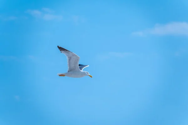 Sea gull in the clear blue sky. The Great black-backed gull flying in blue clear sky background,