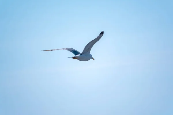 Havsmås Klarblå Himmel Den Stora Svart Rygg Mås Flyger Blå — Stockfoto