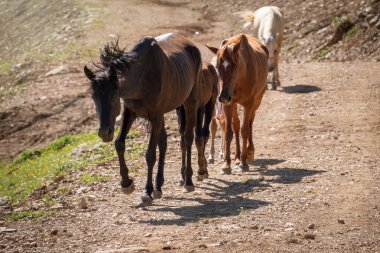 Birkaç at bir dağ yolu boyunca hareket ediyor. İnsansız bir at sürüsü..