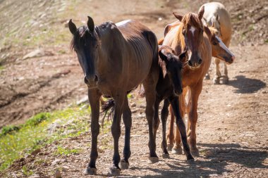 Birkaç at bir dağ yolu boyunca hareket ediyor. İnsansız bir at sürüsü..