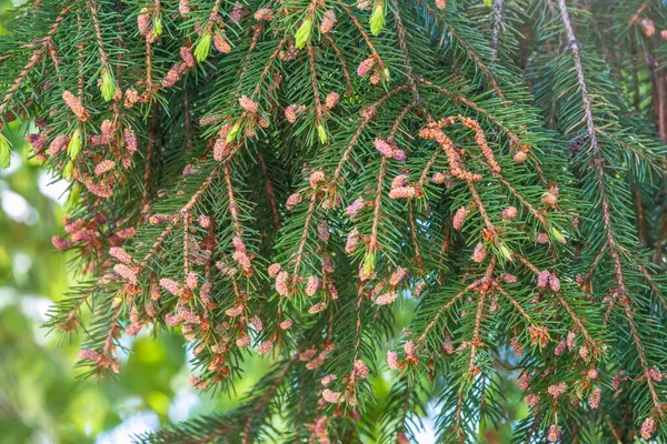 Grön Gran Grenar Våren Med Nya Kottar Geen Firanches Med — Stockfoto