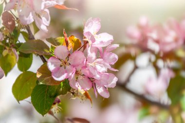 Gün batımında çiçek açan elma ağacının taze beyaz ve pembe çiçekleri. Armut dibine düşermiş. Pembe çiçekler, yakın plan. Doğal ilkbahar arkaplanı