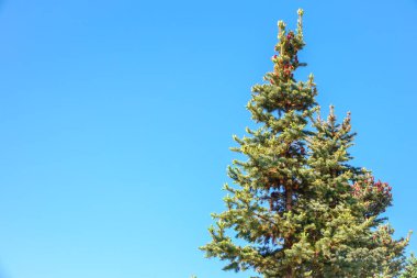 Mavi arka planda ilkbaharda taze filizleri olan fidan dalları. Baharda genç yeşil ladin filizleri. Mavi arkaplanda ladin dalları.