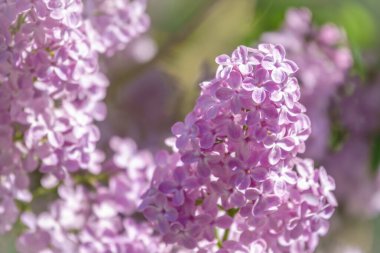 Pembe Çiçek açan leylak çiçekleri. Bahar leylak çiçekli dallar