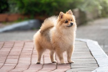 Güzel bir bulanıklığı olan küçük Alman köpeği. Spitz, Pomeranya köpeği şehir parkında