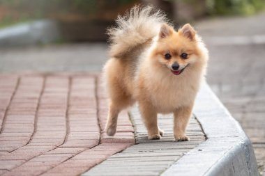 Güzel bir bulanıklığı olan küçük Alman köpeği. Spitz, Pomeranya köpeği şehir parkında