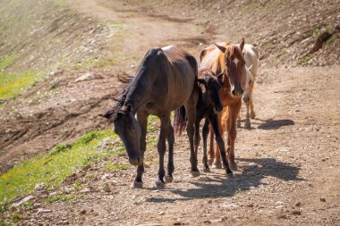 Birkaç at bir dağ yolu boyunca hareket ediyor. İnsansız bir at sürüsü..