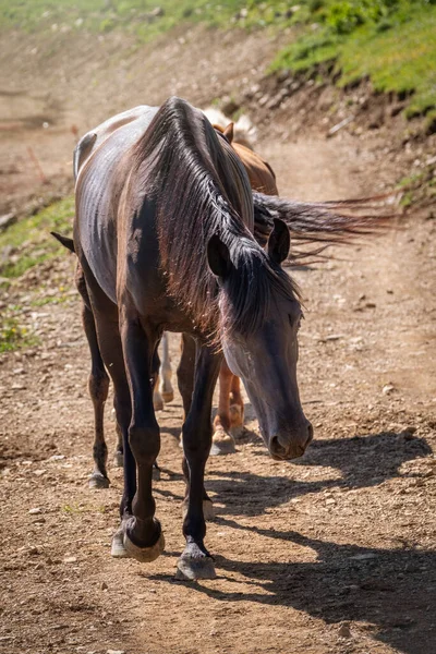 Varios Caballos Mueven Largo Camino Montaña Una Manada Caballos Sin — Foto de Stock