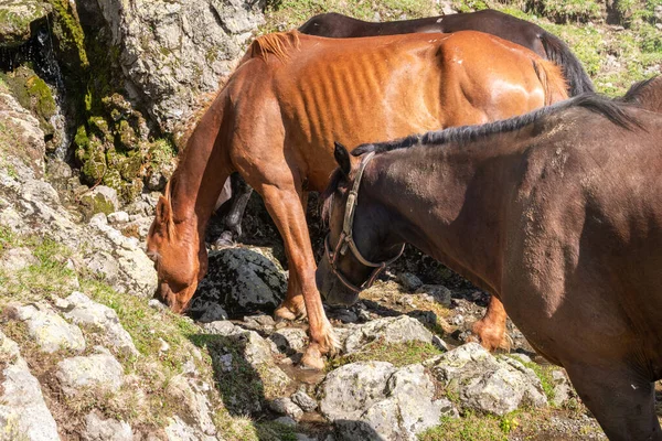 Varios Caballos Beben Agua Arroyo Lado Una Montaña Caballos Marrones — Foto de Stock