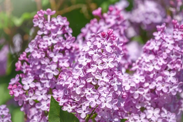 Pembe Çiçek açan leylak çiçekleri. Bahar leylak çiçekli dallar