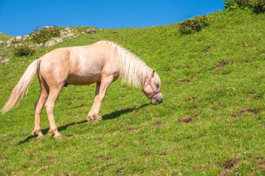 Beyaz bir at dağlarda otluyor. Güzel beyaz at dağ yamacında yeşil bir çayırda otluyor.