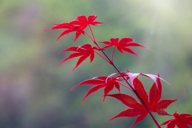 Sonbahar yaprakları, Japon kırmızı akçaağaç yaprakları, mavi arka planda Acer palmatum. Kopyalama alanı olan arkaplan resmi