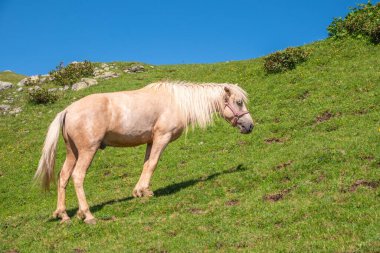 Beyaz bir at dağlarda otluyor. Güzel beyaz at dağ yamacında yeşil bir çayırda otluyor.