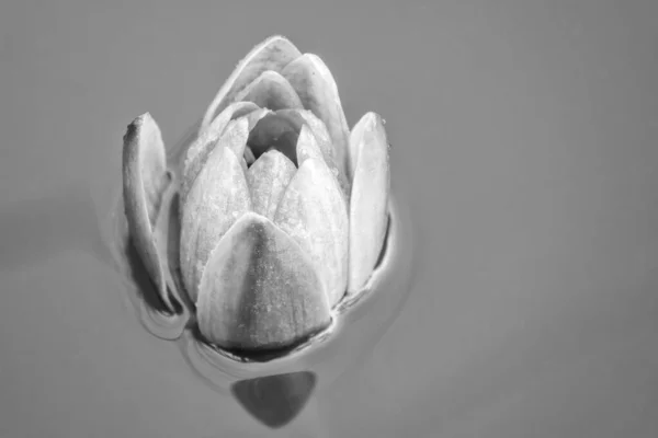 Fekete Fehér Vízililiom Virág Nymphaea Lótusz Nymphaea Hort Egy Könnyű — Stock Fotó