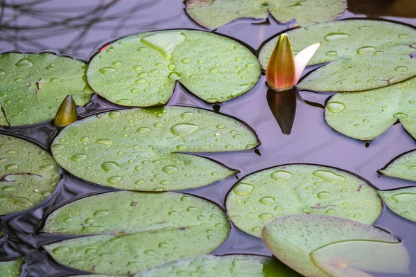 Waterlelie Bladeren Drijven Een Vijver Nymphaea Waterlelie Lotus Natuur — Stockfoto