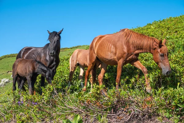 Caballos Marrones Pastan Las Montañas Manada Caballos Pastando Prado Verde — Foto de Stock