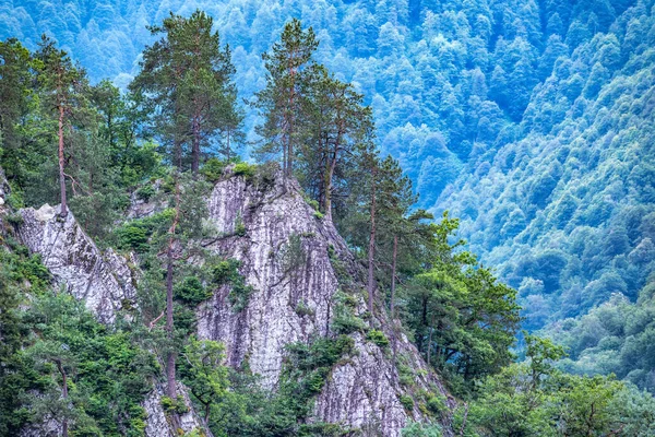 Каменная Скала Соснами Растущими Ней Перед Зеленым Склоном Горы Зеленый — стоковое фото