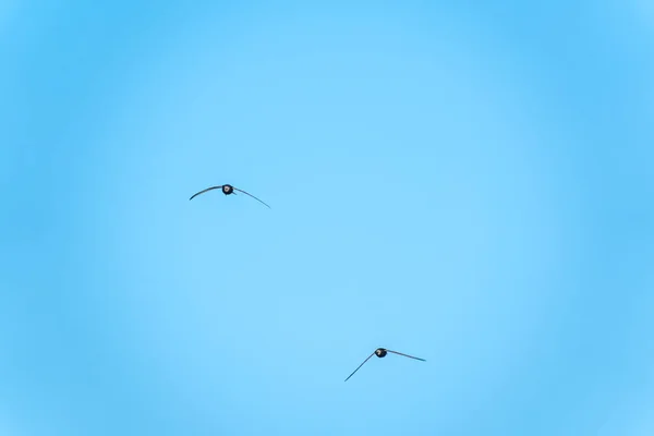 燕子在蔚蓝晴朗的天空中飞舞 夏日天空中的飞鸟 — 图库照片