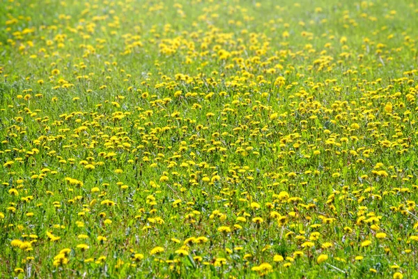 Sárga Pitypangok Mezeje Pitypangok Nyári Mezején Taraxacum Officinale Közönséges Pitypang — Stock Fotó