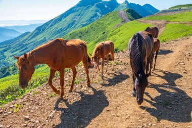 Birkaç at bir dağ yolu boyunca hareket ediyor. İnsansız bir at sürüsü..
