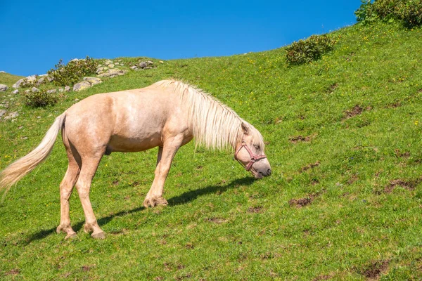 Caballo Blanco Pastando Las Montañas Hermoso Caballo Blanco Pastando Prado — Foto de Stock