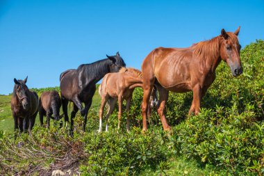 Kahverengi atlar dağlarda otlar. Dağ yamacında yeşil bir çayırda otlayan bir at sürüsü.