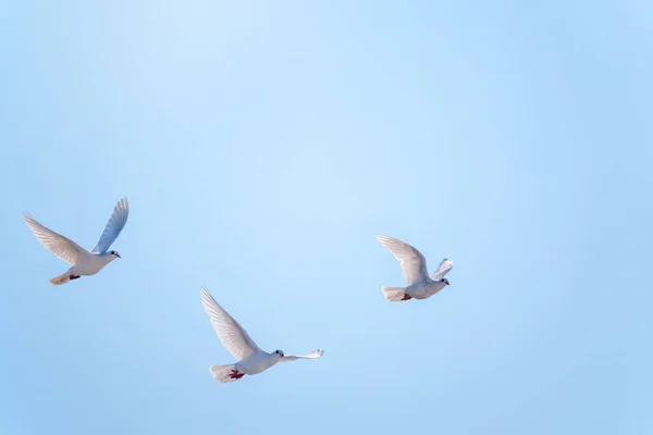 Três Pombas Brancas Voam Num Céu Azul Claro Pombas Brancas — Fotografia de Stock