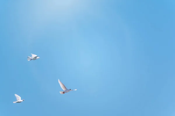 Három Fehér Galamb Repül Tiszta Kék Égen Fehér Galambokat Szeretet — Stock Fotó