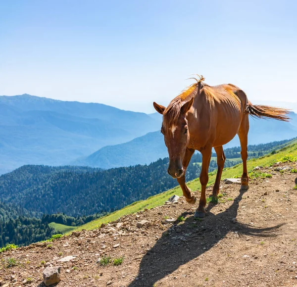 A red horse is walking along a mountainside. Brown horse in the wilderness of the Caucasian mountains walking forward