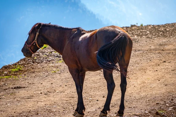 一匹棕色的马在山上吃草 美丽的棕色马在山坡上吃草 — 图库照片
