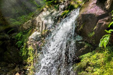 Yeşil ormanda şelaleli bir akarsu. İlkbaharda ya da yazda yeşil bir ormanda.