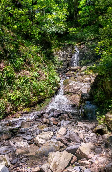 Stream Green Forest Waterfall Creek Green Forest Spring Summer — Stock Photo, Image