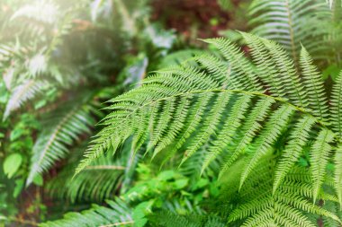 Ormanda yeşil eğrelti otları. Pteridium aquilinum ya da brakken, brake ya da brakken, kartal eğreltiotu olarak da bilinir.