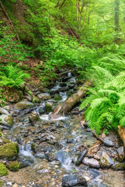 İlkbahar ya da yaz aylarında ormanda çağlayan bir şelale olan bir dere. İlkbaharda dağlar. Yeşil eğreltiotu Pteridium aquilinum veya ormanda parantez içinde.