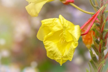 Büyük Çiçekli Akşam Primrose 'un sarı çiçekleri ya da kırmızı akşam çuha çiçeği, Oenothera jölesi