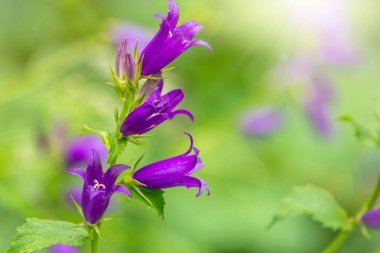 Campanula persicifolia (şeftali yapraklı çan çiçeği), Campanulaceae familyasından bir bitki türü.
