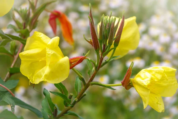 Flores Amarelas Prímula Florida Grande Prímula Noturna Redsepal Oenothera Glazioviana — Fotografia de Stock