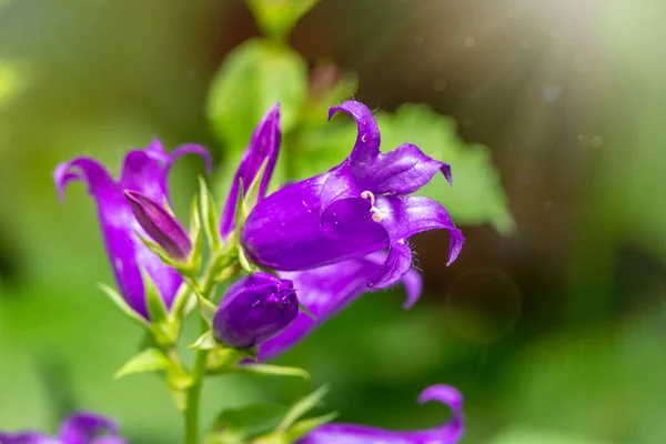 Campanula Persicifolia Персиковый Колокольчик Цветущий Вид Растений Семейства Campanulaceae — стоковое фото