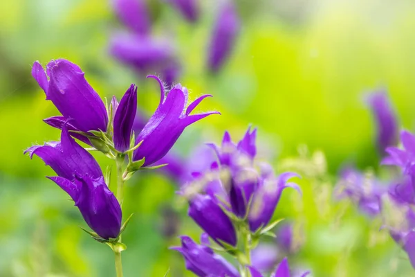 Campanula Persicifolia Персиковый Колокольчик Цветущий Вид Растений Семейства Campanulaceae — стоковое фото