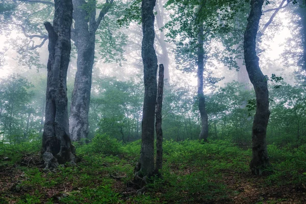 Bosque Místico Niebla Pesada Ambiente Forestal Con Niebla Densa Sendero —  Fotos de Stock