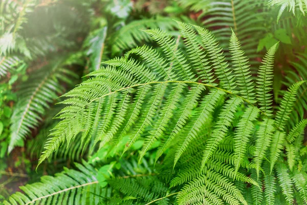 Ferigă Verde Pădure Pteridium Aquilinum Sau Bracken Frână Sau Suport — Fotografie, imagine de stoc
