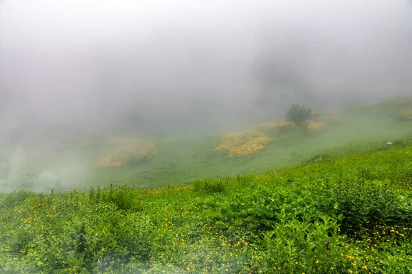 Зеленое Поле Желтыми Цветами Тумане Зеленый Луг Тумане Облаках — стоковое фото
