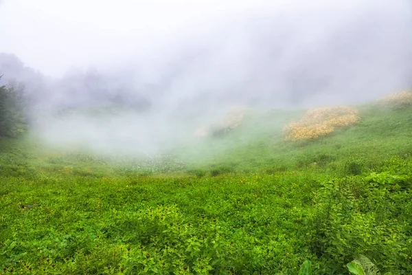 Green field with yellow flowers in the fog. Green meadow in the fog and clouds
