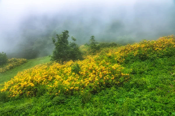 Zielona Alpejska Łąka Żółtymi Kwiatami Jaśminu Krzewami Lato Górach — Zdjęcie stockowe