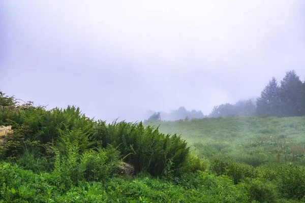 Green field with grass and fern in the fog. Green meadow in the fog and clouds