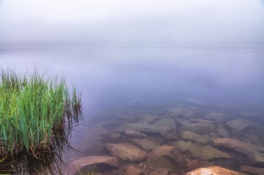 Kıyı otlarıyla gölün kıyısı yoğun siste gizlidir. Sis güzel bir şekilde göle yayılıyor. Gölün uzak kıyıları yoğun sis ve zayıf görülebilir sisle gizlidir..